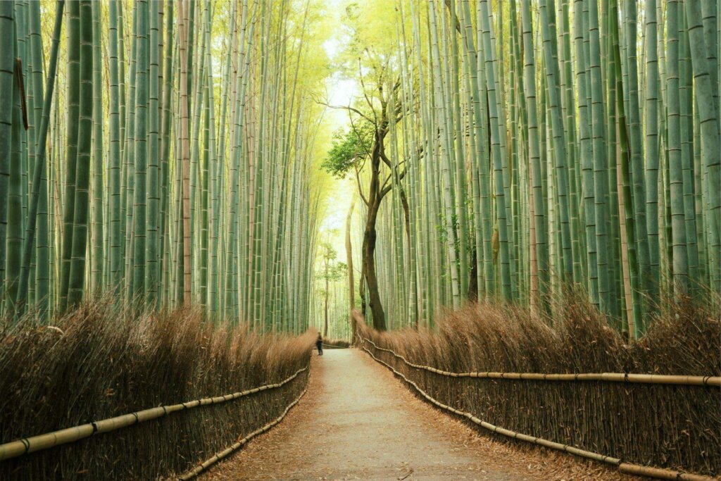 Arashiyama Bamboo Forest